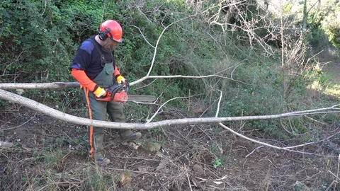Garden worker cutting down invasive plants Stock Footage 107055570