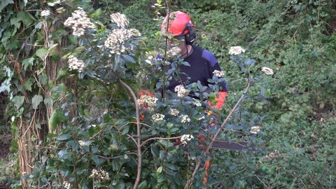 Garden worker cutting down invasive plants Stock Footage 107055663