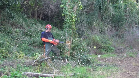 Garden worker cutting down invasive plants Stock Footage 107055936