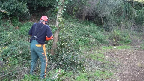 Garden worker cutting down invasive plants Stock Footage 107056122
