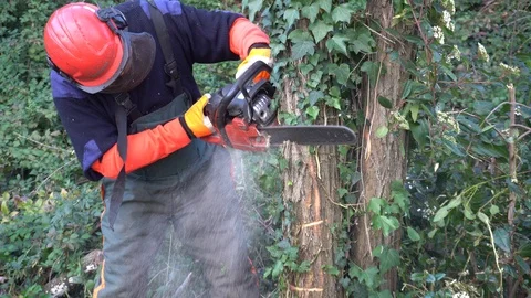 Garden worker cutting down invasive plants Stock Footage 107056178