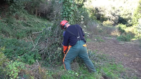 Garden worker cutting down invasive plants Stock Footage 107056205