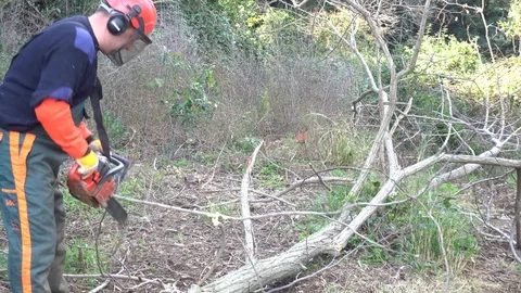 Garden worker cutting down invasive plants Stock Footage 107056226
