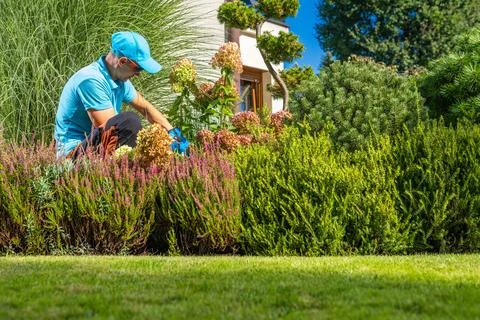 Garden Worker Performing Backyard Plants Maintenance Photos