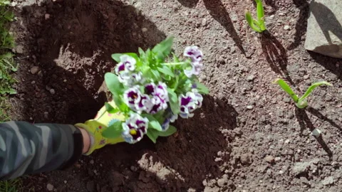 Garden Worker Placing Flower Into Soil Carefully Stock Footage 326032968