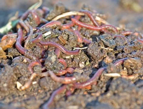 Garden worms Stock Photos