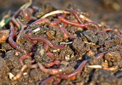 Garden worms Stock Photos