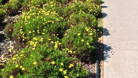 Garden with yellow daisies, Parc Central, Santa Perpetua, 4k 動画素材 332494531