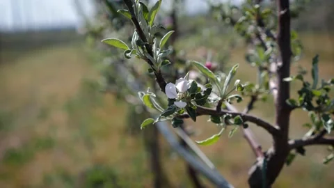 Garden of young apple trees Stock Footage 130527238
