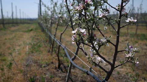 Garden of young apple trees Stock Footage 130527690