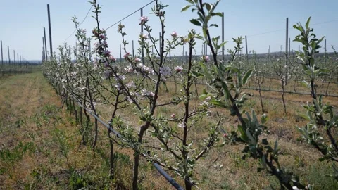 Garden of young apple trees Stock Footage 130528111