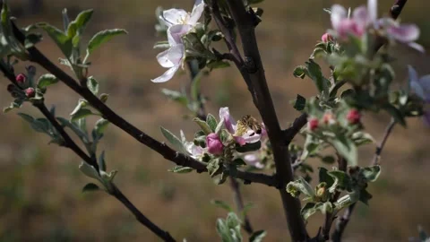 Garden of young apple trees Stock Footage 130528935