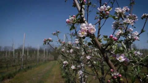 Garden of young apple trees Stock Footage 130529252