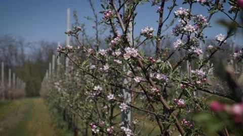 Garden of young apple trees Stock Footage 130529442