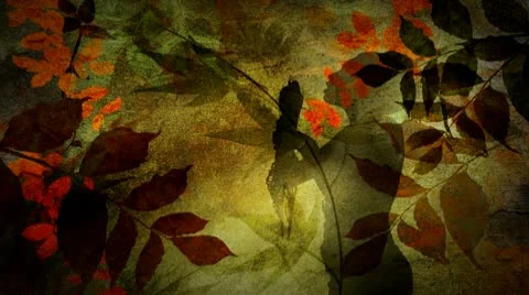 GardenButterfly Stock Footage 10648222