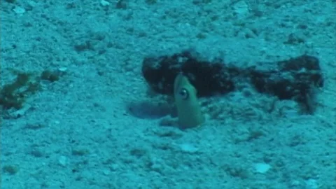 Gardeneel1 Stock Footage 81226869