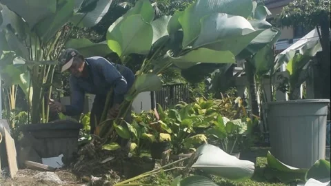 Gardener activity Stock Footage 237316248