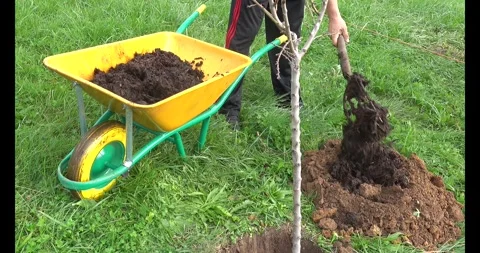 Gardener adding organic compost to the soil for planting a new fruit tree i.. Stock Footage 340198621