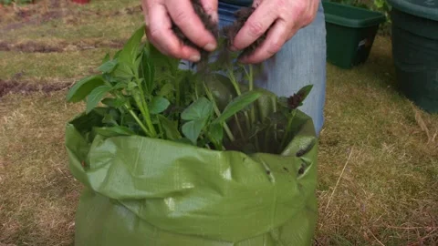 Gardener adding soil to potatoes in green grow bag Video stock 346241294