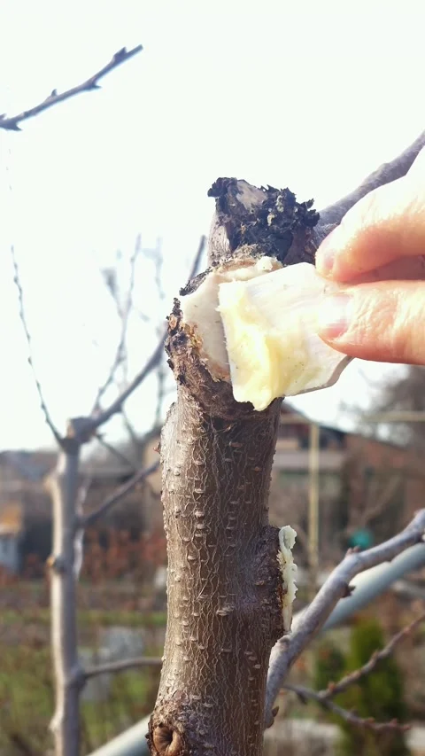 Gardener applying grafting wax to a tree branch for propagation Stock Footage 333582817