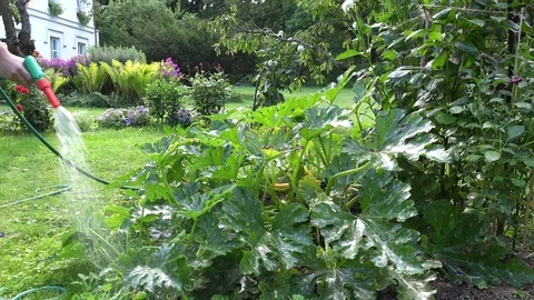 Gardener care plants in drought dry summer. 4K Stock Footage 99808237