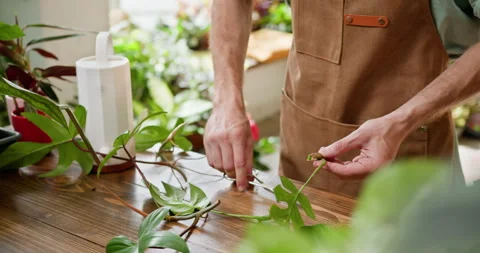 Gardener Caring for Indoor Plants in a Small Business Setting Stock Footage 273971024