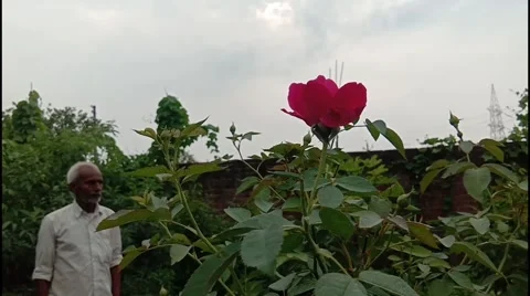 The gardener is caring for rose Stock Footage 160156397