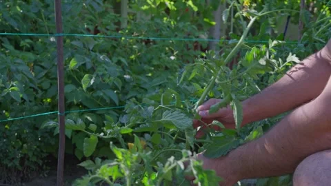 Gardener Caring for Tomato Plants in Vegetable Garden 스톡 동영상 342330238