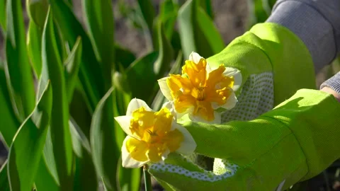 Gardener checking daffodils in bloom in spring garden. White and yellow flowers Stock Footage 153750543