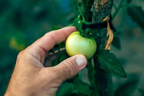 Gardener checking the growth and quality of an unripe green tomato on the v.. Stock Photos