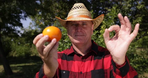 Gardener Checking Mandarin Fruit Agree Gesture Ok Sign Best Sweet Exotic Citrus 스톡 동영상 61450783