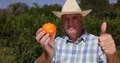 Gardener Checking Mandarin Fruit Thumbs Up Gesture Best Sweet Exotic Citrus 4k or 4k+ Resolution