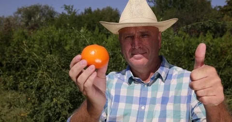 Gardener Checking Mandarin Fruit Thumbs Up Gesture Best Sweet Exotic Citrus Stock Footage 83665023