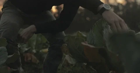 Gardener checking organic vegetable crops at sunrise Stock Footage 76404750