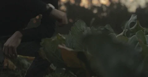 Gardener checking organic vegetable crops at sunrise Stock Footage 76404762