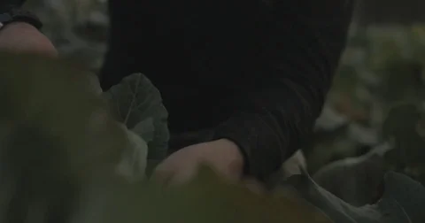 Gardener checking organic vegetable crops at sunrise 库存影片 76404817