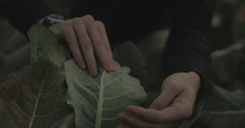 Gardener checking organic vegetable crops at sunrise Stock Footage 76404857