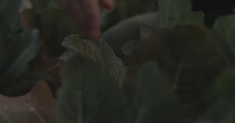 Gardener checking organic vegetable crops at sunrise Stock Footage 76404873