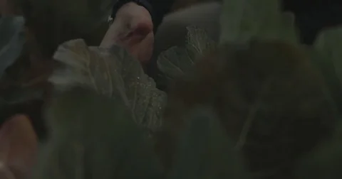 Gardener checking organic vegetable crops at sunrise Stock Footage 76404880