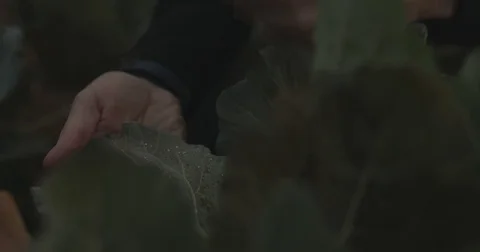 Gardener checking organic vegetable crops at sunrise Stock Footage 76404917