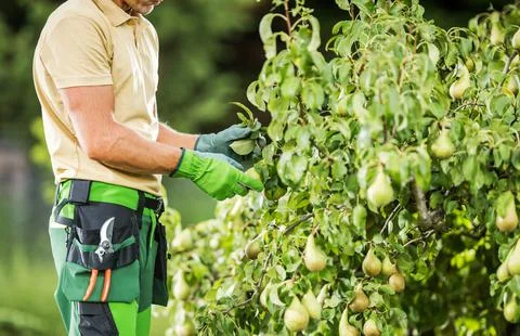 Gardener Checking a Pear Fruit Stock Photos