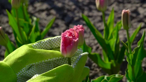 Gardener checking pink tulip in bloom in spring garden. Fancy Frills flowers Stock Footage 153750538