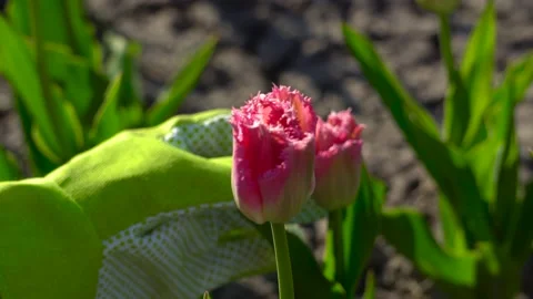 Gardener checking pink tulip in bloom in spring garden. Fancy Frills flowers Stock Footage 154462374