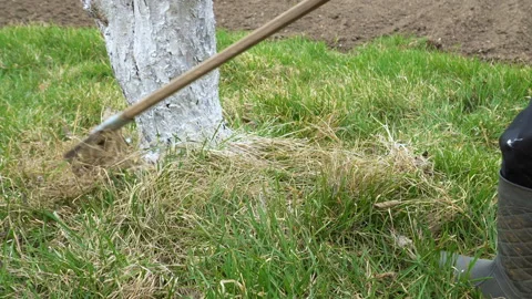 The gardener is cleaned in the backyard. Video stock 89931139