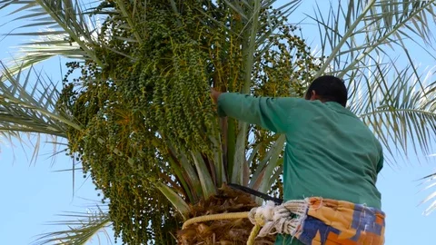 Gardener cleans date palm Stock Footage 76449616