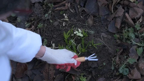 The gardener cleans the garden Stock Footage 122450505