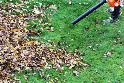 Gardener clearing up the leaves using a leaf blower tool Stock Photos