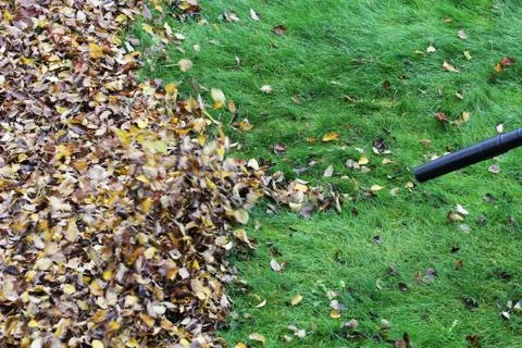 Gardener clearing up the leaves using a leaf blower tool Stock Photos