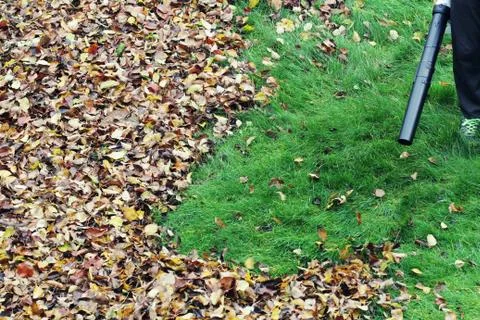 Gardener clearing up the leaves using a leaf blower tool Stock Photos