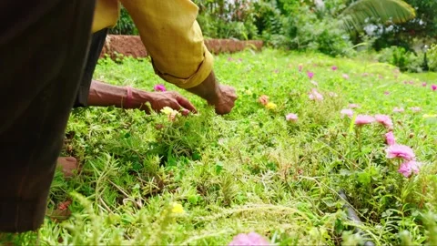 Gardener Clears Extra Sprouts from Flower Bed Video stock 311624562